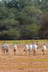 Fototapeta na wymiar Arabian oryx or white oryx