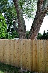 wooden fence in summer