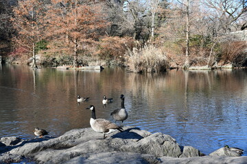 Obraz premium Central Park South Nature Walk with Down Town New York City
