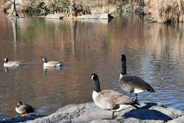 Fototapeta premium Central Park South Nature Walk with Down Town New York City