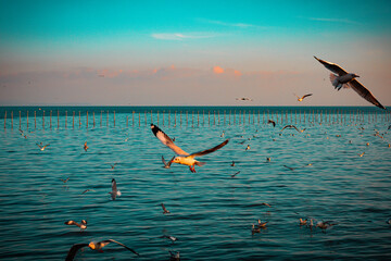 Seagull evacuate the cold from the northern hemisphere to bangpu, Samutprakarn, Thailand during winter on November to March. Sea and sky with many seagulls were very beautiful time.