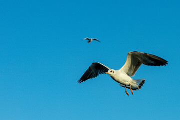 Focus on moving Seagull. Seagull evacuate the cold from the northern hemisphere to bangpu, Samutprakarn, Thailand during winter on November to March.