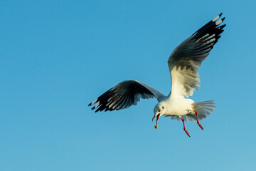 Focus on moving Seagull. Seagull evacuate the cold from the northern hemisphere to bangpu, Samutprakarn, Thailand during winter on November to March.