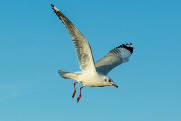 Focus on moving Seagull. Seagull evacuate the cold from the northern hemisphere to bangpu, Samutprakarn, Thailand during winter on November to March.