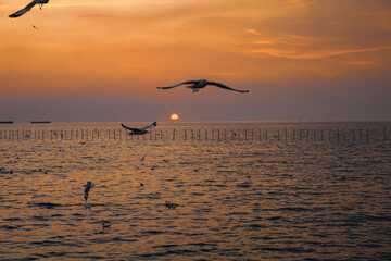 Seagull evacuate the cold from the northern hemisphere to bangpu, Samutprakarn, Thailand during winter on November to March. Sea and sky with many seagulls were very beautiful time.