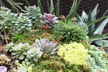 A group of Miniature succulent plants, Small gardenning. Close up of agave succulent plants.