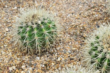A cactus with small white thorns. On a brown background of small stones.
