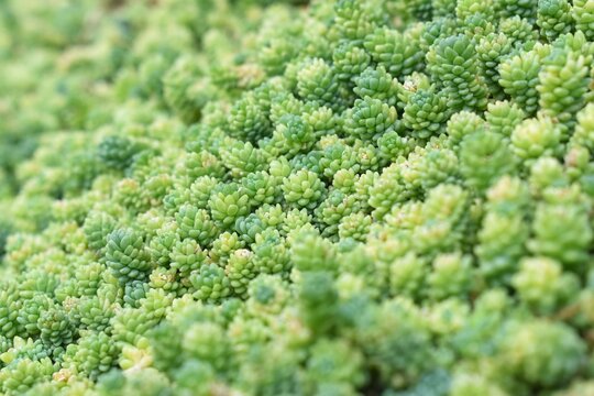 Sedum hispanicum, Sedum Spanish, Close-up texture background of cute small green succulent plants stonecrop.