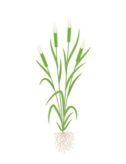 Barley green plant. Multiple stems. Vector illustration.