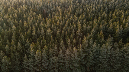 frost on a pine forest in late autumn