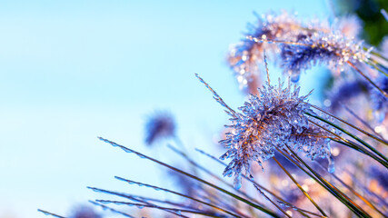 An ice-covered ear of a cereal plant. The first autumn frosts, worsening weather.