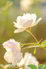 朝日に輝く薔薇の花びら。透明感のある花びらの質感。神戸市元町の山手ばら園で撮影