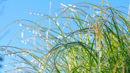 An ice-covered ear of a cereal plant. The first autumn frosts, worsening weather.