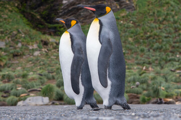 Two King Penguins standing on a pebble beach at South Georgia Island