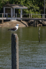 seagull in the water Ponta de Ubá - Paranaguá on the Coast of Paraná - Brazil