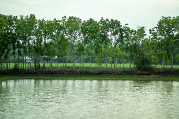 The village pond and green leaves under the white sky daytime