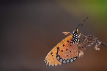 beautiful yellow butterfly in the garden,
beautiful butterfly with background copy space text