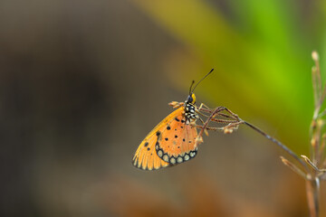 beautiful yellow butterfly in the garden,
beautiful butterfly with background copy space text