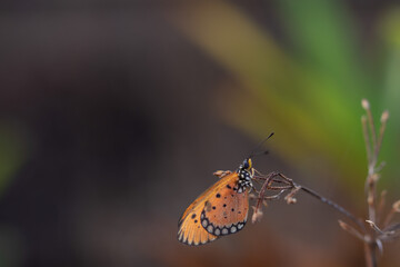 beautiful yellow butterfly in the garden,
beautiful butterfly with background copy space text