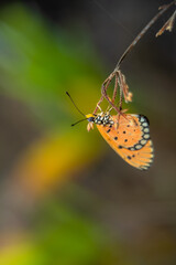 beautiful yellow butterfly in the garden,
beautiful butterfly with background copy space text