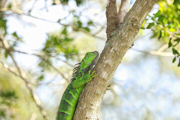 Tree hugger Iguana climbs an Ironwood tree.   Iguanas are an invasive species in Florida, United States.
