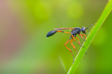 beautiful yellow beetle in the garden,
beautiful wasp with background copy space text