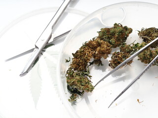 Medical cannabis dry cones plants sold in the store