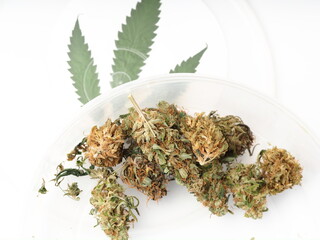 Medical cannabis dry cones plants sold in the store