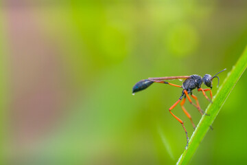 beautiful yellow beetle in the garden,
beautiful wasp with background copy space text