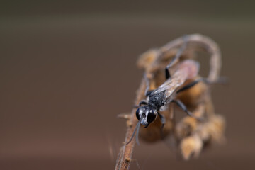 yellow and black beetle
unique yellow wasp