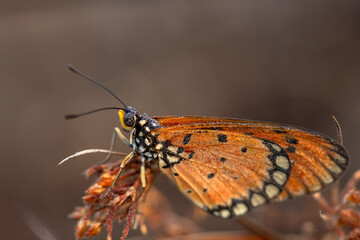 beautiful yellow butterfly in the garden,
beautiful butterfly with background copy space text