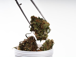 medical cannabis research. Marijuana bud in tweezers.