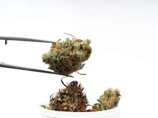 medical cannabis research. Marijuana bud in tweezers.