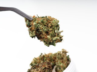 medical cannabis research. Marijuana bud in tweezers.