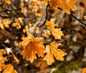 Fall has come once again.