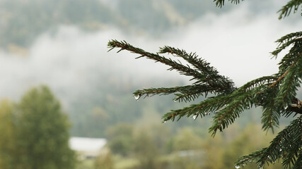 Pure raindrop falls down from needles of spruce branch on cloudy day. Against background of blurred...