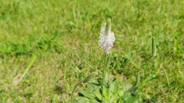 Slow video plantain flower. Organic summer therapy grass. Green lawn. Sunny day. Herb weeds. Outdoor background. Medical psyllium flora