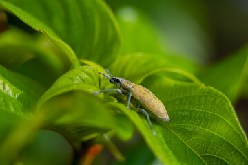beautiful yellow beetle in the garden,
beautiful wasp with background copy space text