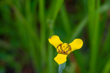 beautiful flowers in the yellow garden