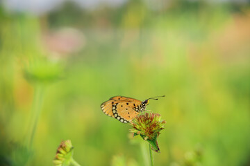 beautiful yellow butterfly in the garden,
beautiful butterfly with background copy space text