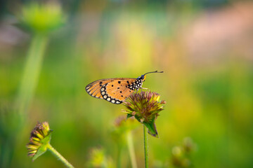 beautiful yellow butterfly in the garden,
beautiful butterfly with background copy space text