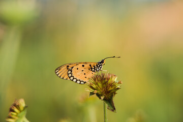 Obraz premium beautiful yellow butterfly in the garden, beautiful butterfly with background copy space text