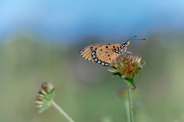 beautiful yellow butterfly in the garden,
beautiful butterfly with background copy space text