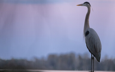 Great Blue Heron Perched at Sunset