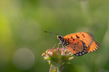 beautiful yellow butterfly in the garden,
beautiful butterfly with background copy space text