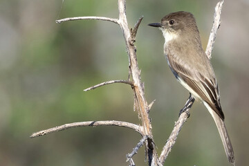 Fototapeta premium Eastern Phoebe Perched on Branch
