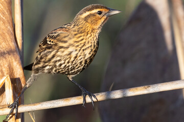 Female Red-Winged Blackbird Perched on Branch