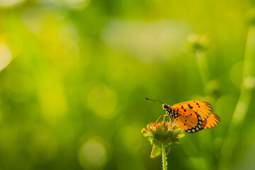 beautiful yellow butterfly in the garden,
beautiful butterfly with background copy space text