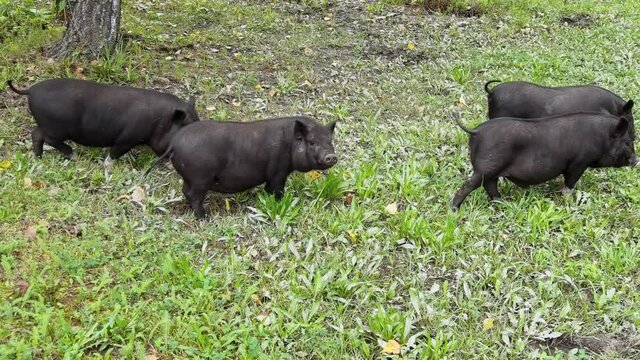 Funny black pig walkin on green grass. Animal family on farm. Nature background. Adult and kid pet portrait. Altai mountain region. Russian Siberia. Slow video