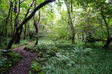 Obraz premium a refreshing summer forest with a path